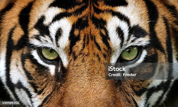 Download Eyes Of The Tiger Stock Photo