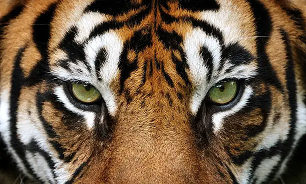Photo of eyes of the tiger