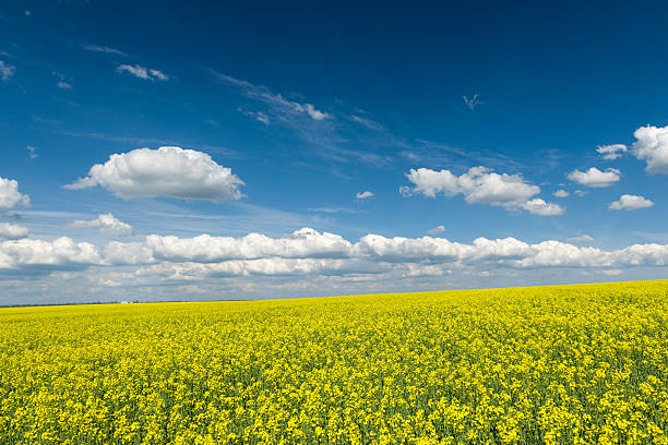 istock Yellow rapeseed field and blue sky, a beautiful spring landscape 490989355