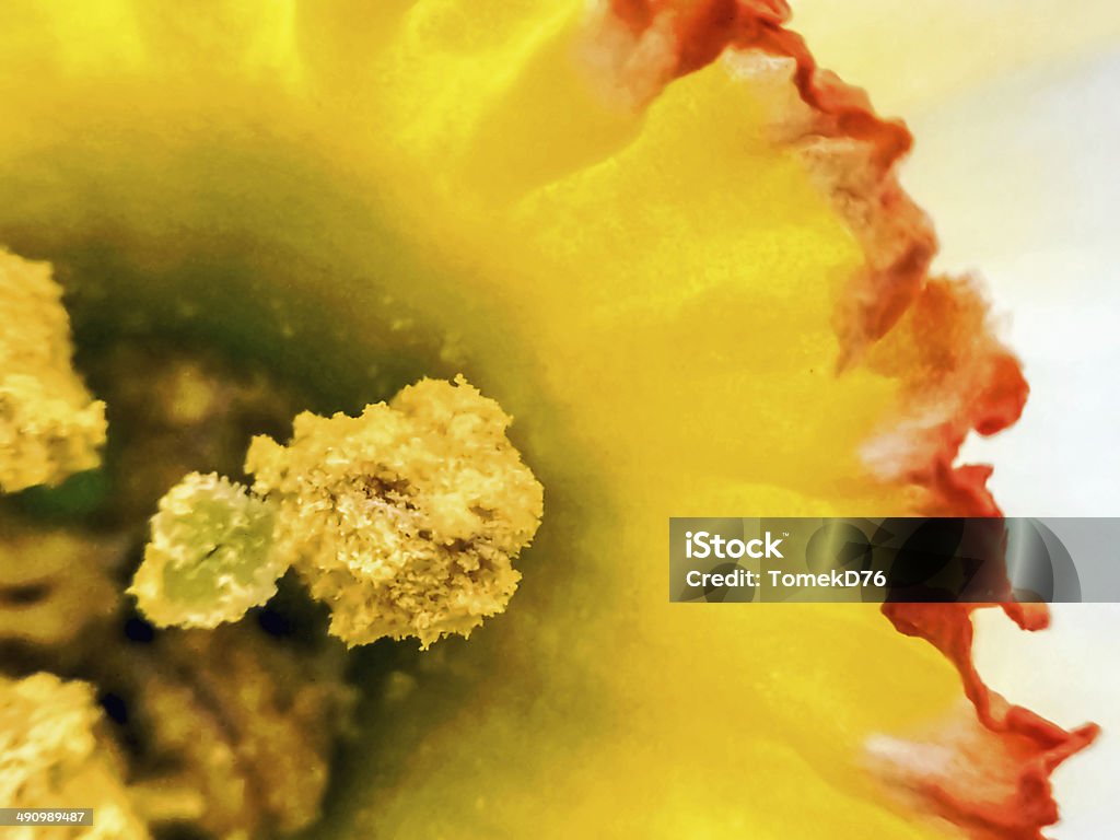Narcissus - Lizenzfrei Blume Stock-Foto