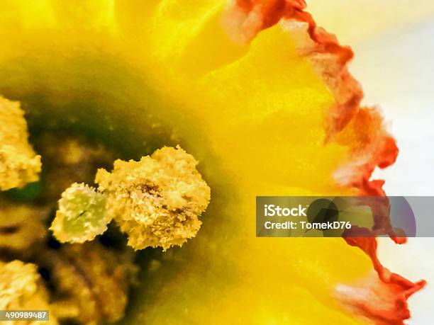 Narcissus Stockfoto und mehr Bilder von Blume - Blume, Blüte, Extreme Nahaufnahme