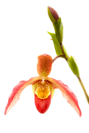 Phragmipedium Nairmont orchid