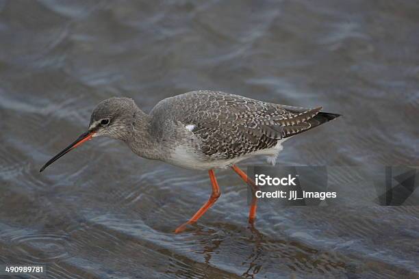 Spotted Redshank Stock Photo - Download Image Now - Bird, Horizontal, No People