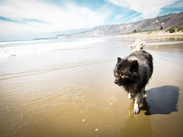 cane sulla spiaggia - keeshond foto e immagini stock