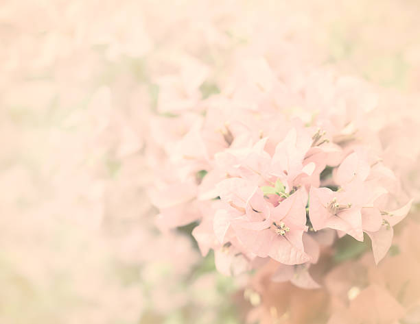 istock pink bougainvillea flower background 490989871