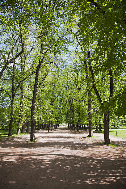 istock Avenue of deciduous trees in the Royal Park. 490989981