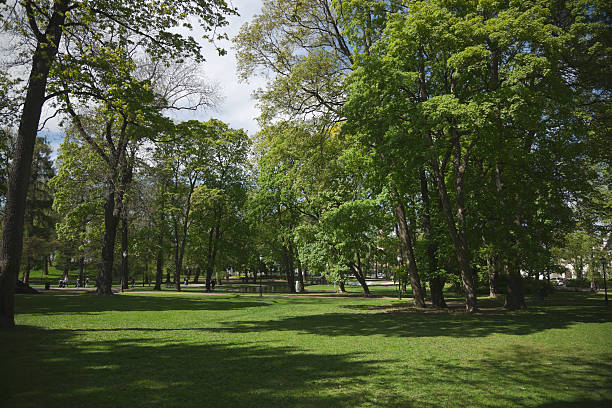 istock Green park  with large old decideous trees and shaded areas. 490989997