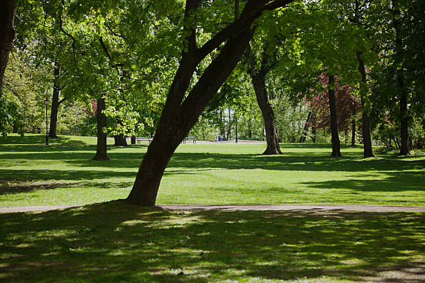 istock Green park  with large old decideous trees and shaded areas. 490990007