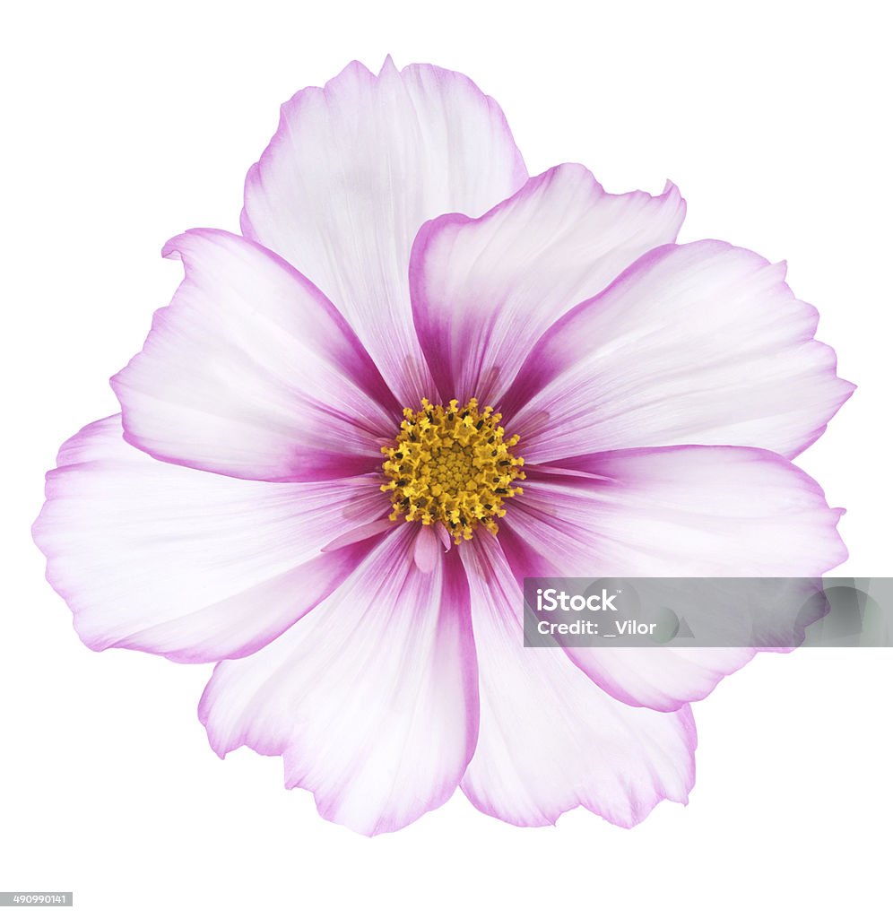 cosmos Studio Shot of White and Magenta Colored Cosmos Flower Isolated on White Background. Large Depth of Field (DOF). Macro. Annual - Plant Attribute Stock Photo