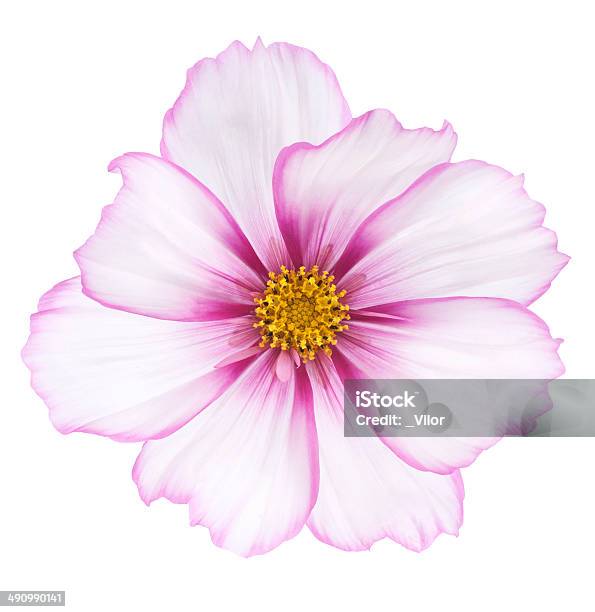 Cosmos Stock Photo - Download Image Now - Annual - Plant Attribute, Beauty, Botany