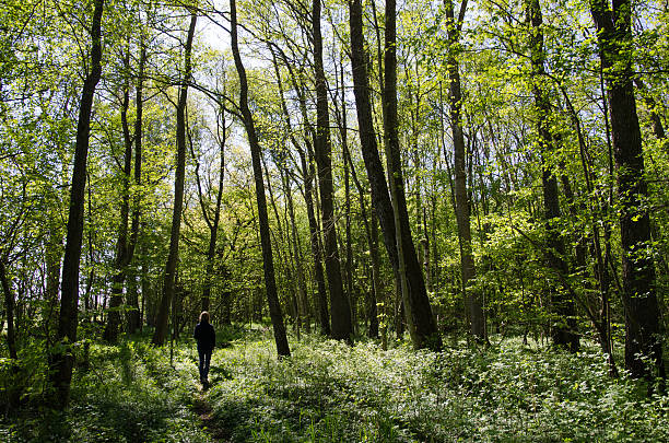 Recreational walk in a green forest stock photo
