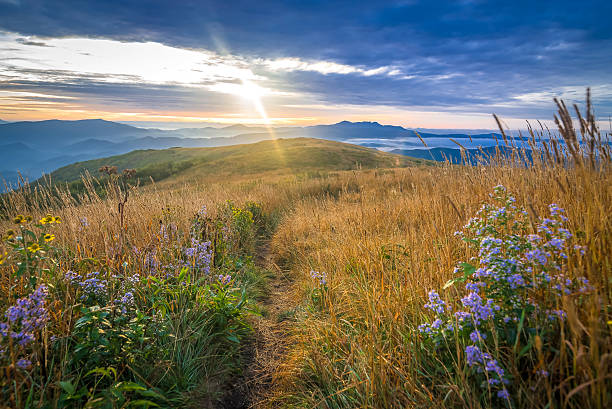 Appalachian Trail Sunrise The ancient Blue Ridge Mountains come alive when the morning sun rises over the Roan Mountain Highlands exposing the beautiful wildflowers. appalachian trail photos stock pictures, royalty-free photos & images