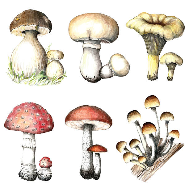 stockillustraties, clipart, cartoons en iconen met pencil mushrooms. - amanita parcivolvata