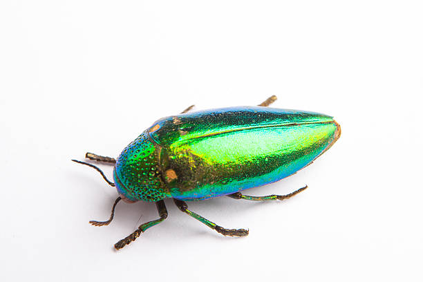 istock metallic wood jewelry beetle, Sterocera acquisignata Saunders isolated on white 490991299