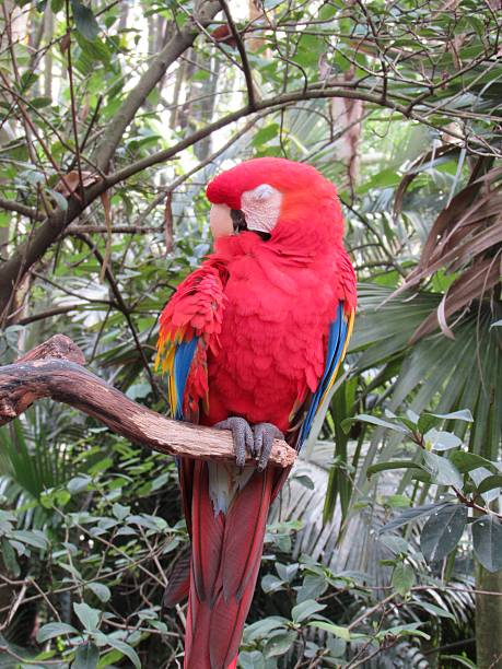 Parrot or Red Parrot stock photo