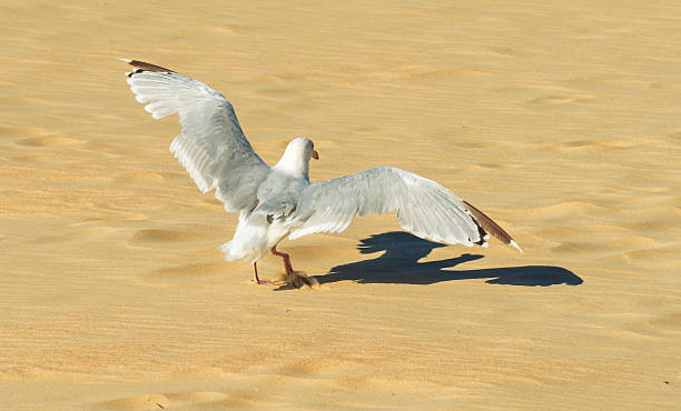 istock Gull standing on a beach along a sea 490992224