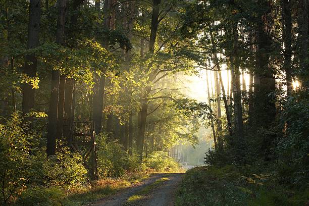 istock Autumn forest at sunrise 490992238