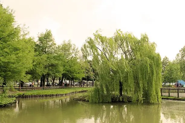 weeping willow on a small island in the pond