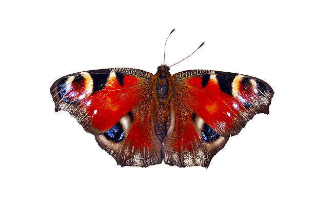 istock European peacock inachis io 490993016