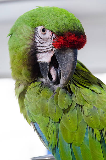 istock An amazing green ara 490993048