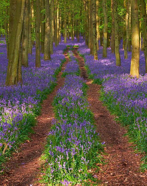 istock Bluebell Wood Scenic 490994075