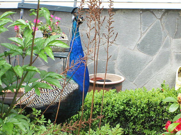 istock Dutch Peacock in Garden 490994330