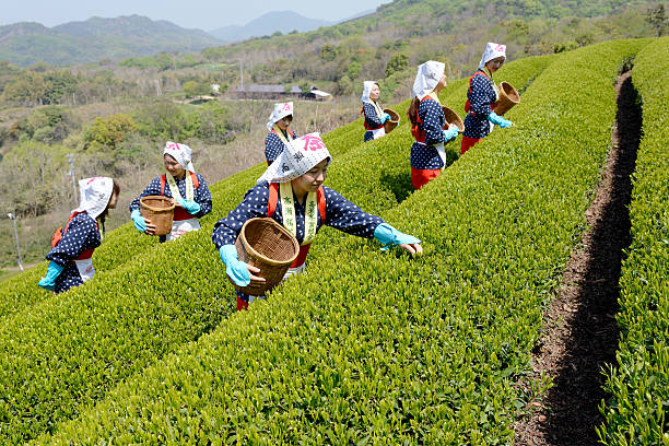 japanische frauen ernten grüner tee blätter - tea crop picking agriculture women stock-fotos und bilder