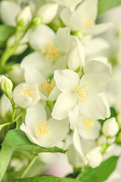 istock Beautiful Jasmine Flowers 490994505
