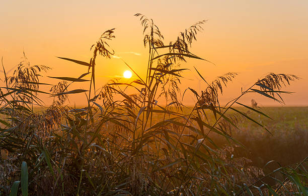 istock Rising sun seen through reed in autumn 490994658