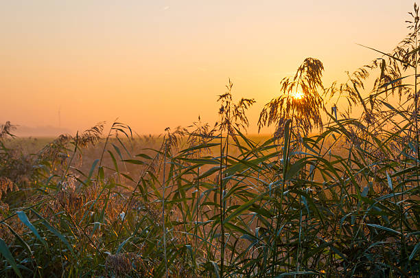 istock Rising sun seen through reed in autumn 490994674