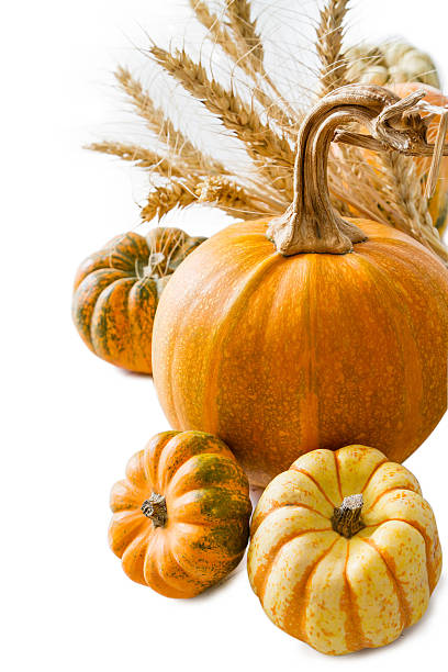 istock Selection of pumpkins, wheat 490995052