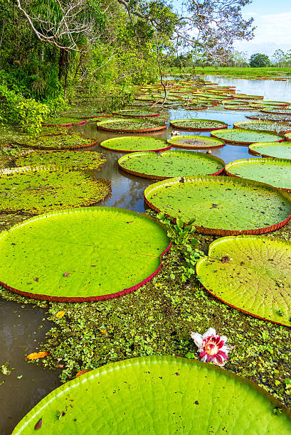 Victoria Amazonica Plants Vertical view of Victoria Amazonica plants, the largest waterlilies in the world iquitos photos stock pictures, royalty-free photos & images