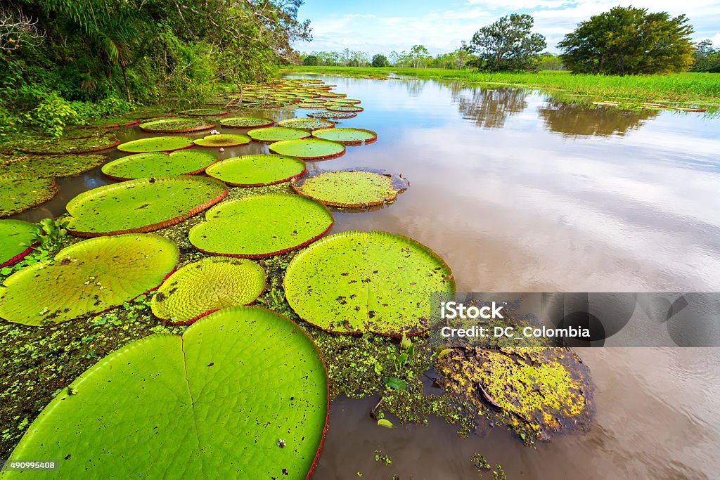 Victoria Amazonica and River View Victoria Amazonica, the largest waterlily in the world in the Amazon rain forest in Peru Amazon Region Stock Photo
