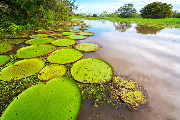 Victoria Amazonica and River View Victoria Amazonica, the largest waterlily in the world in the Amazon rain forest in Peru peruvian amazon stock pictures, royalty-free photos & images