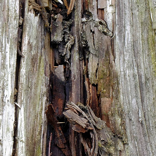 Crumbling Tree 10+ Abplatzen Stock Photos, Pictures & Royalty-Free Images - iStock