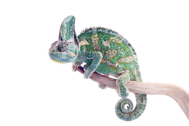 istock Chamaeleo calyptratus - veiled chameleon 490996490