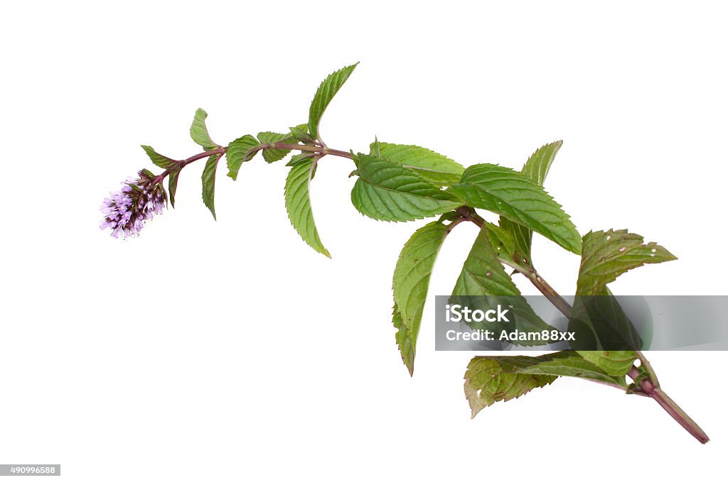 Mint mentha pulegium herbs Mint mentha pulegium herbs isolated on a white background Mint Leaf - Culinary Stock Photo