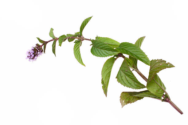 Mint mentha pulegium herbs Mint mentha pulegium herbs isolated on a white background mentha pulegium stock pictures, royalty-free photos & images