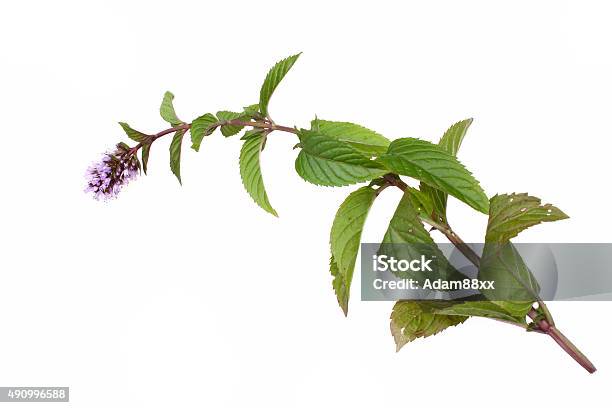 Mint Mentha Pulegium Herbs Stock Photo - Download Image Now - Mint Leaf - Culinary, 2015, Aromatherapy