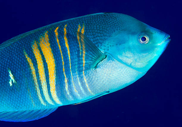 istock Small Wrasse fish swimming on coral reef clear waters 490997312
