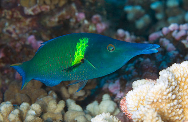 WRASSE / gomphosus varius stock photo