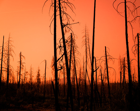 Red Sunset Through The Burnt Trees Of A Forest After A Fire