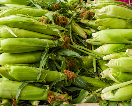 Ears of fresh sweet corn on display at the farm market