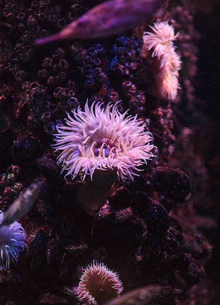 istock Pink anemone, Urticina crassicornis 490999228