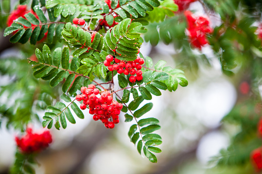 Close look at a rowan tree and its red rowanberries.