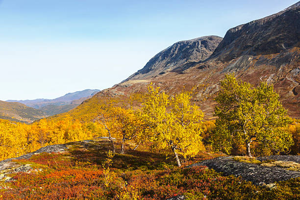 istock Mountain landscape with  yellow birch and colorful heather in fall. 491021186