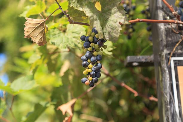 istock River bank wild grape, Vitis riparia 491021828