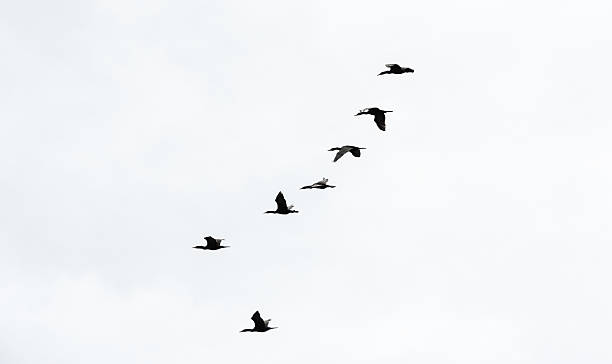 istock Seven cormorants in formation on white sky 491021834