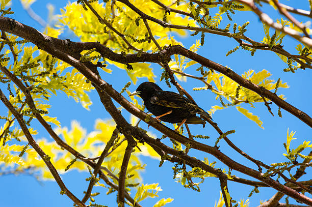 istock Single starling among branches and yellow leaves 491021968