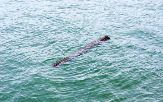 Single large wet piece of wood, partly submerged, drifting in wavy green water.